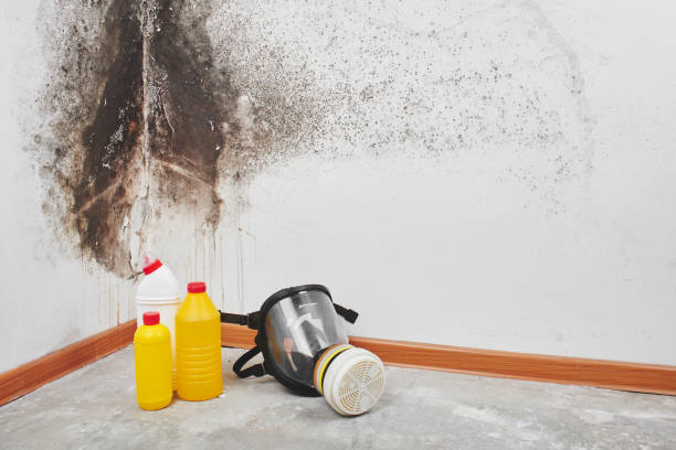 Best Local Mold Removal Service  in Moreno Valley, CA