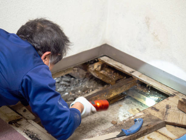 Mold Removal and Inspection in Moreno Valley, CA