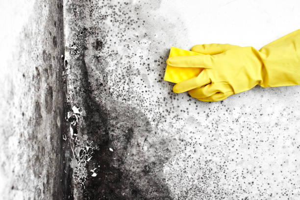 Best Mold Cleaning Services  in Moreno Valley, CA