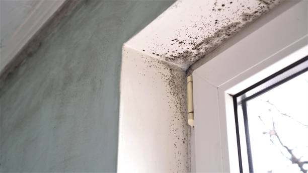 Office Mold Removal Services in Moreno Valley, CA
