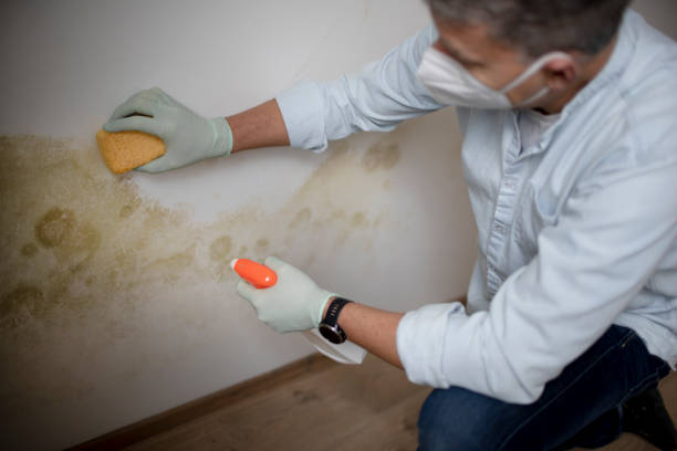 Best Home Mold Removal  in Moreno Valley, CA