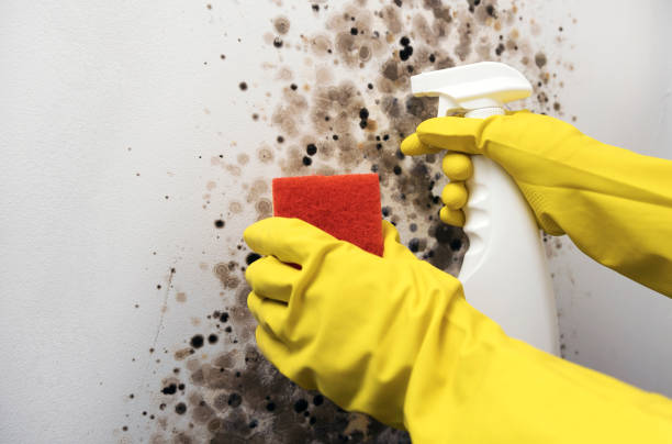 Best Mold Testing  in Moreno Valley, CA