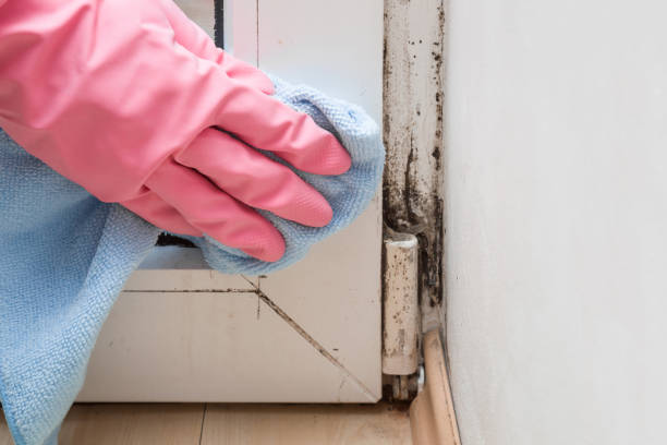 Best Local Mold Removal Service  in Moreno Valley, CA