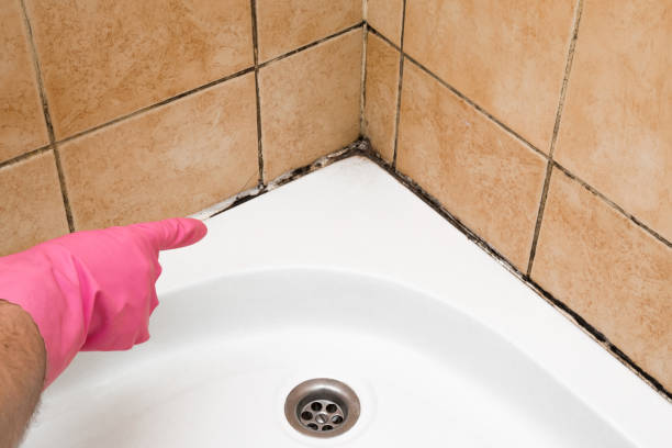Best Black Mold Removal  in Moreno Valley, CA